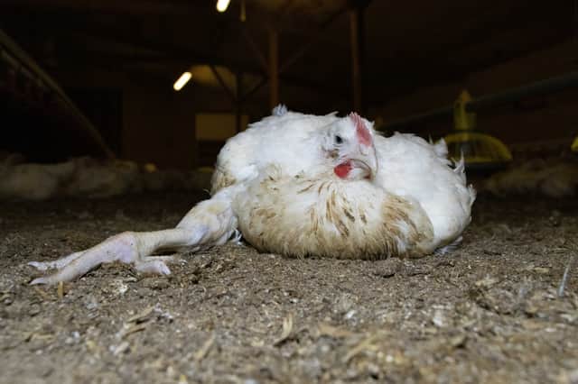 Nine in 10 of the chickens eaten in the UK still come from fast-growing breeds