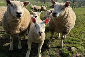 Public urged to back Yorkshire farmers in food production.