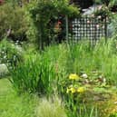 A wildlife pond in a garden provides water and habitat for frogs, newts, insects and other wildlife, and is one of the ways householders can make their gardens more welcoming to nature.