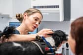 A new video offers practical advice on maintaining a pet's oral health at home, explains what owners should look out for, and outlines when further treatment may be needed to improve a pet's comfort and welfare.