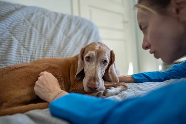 Owners can help frightened dogs by creating a safe place they can retreat to, closing curtains to reduce flashes, providing appropriate background noise, and keeping dogs indoors when fireworks are being let off