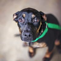 Harrogate vet reveals what really happens to your dog when a firework goes bang