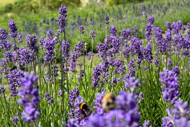 Nidderdale Lavender in July this year