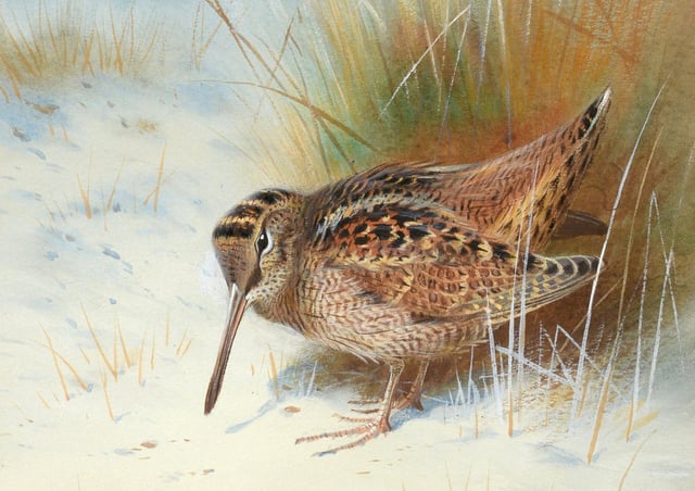 Archibald Thorburn (1860-1935) Woodcock in a snowbound landscape, watercolour, sold for £12,500.