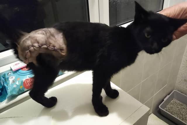 The puss, described by rescuers as being 'just skin and bone', was discovered by the side of a roundabout near Wetherby at junction 45 of the A1. Picture: Leeds Cat Rescue.