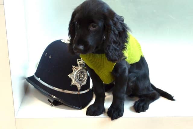 Harry is a 14-week-old cocker spaniel who is training to become an explosives detection dog.