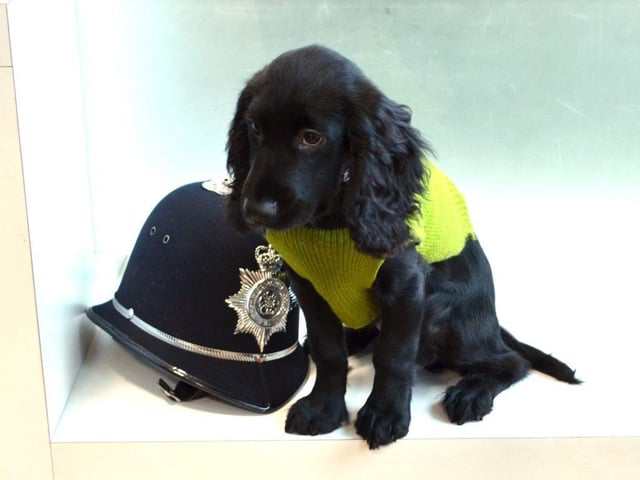Harry is a 14-week-old cocker spaniel who is training to become an explosives detection dog.
