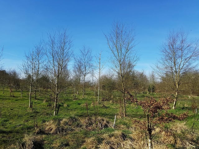 Controversial plans - The trees at 'Rotary Wood' at the Pinewoods in Harrogate.