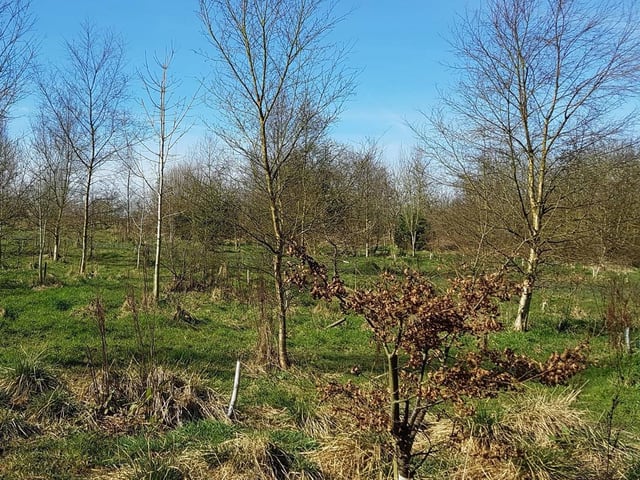 Part of Rotary Wood in Harrogate which may make way for business expansion.