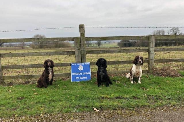 PD Barney (all brown), PD Skye (all black) and PD Mason (liver and white) have all passed their drugs, cash and firearms detection dogs with flying colours'