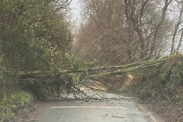 A tree down on West Field Lane when leaving Arkendale for Staveley. Picture: Sean Jones.