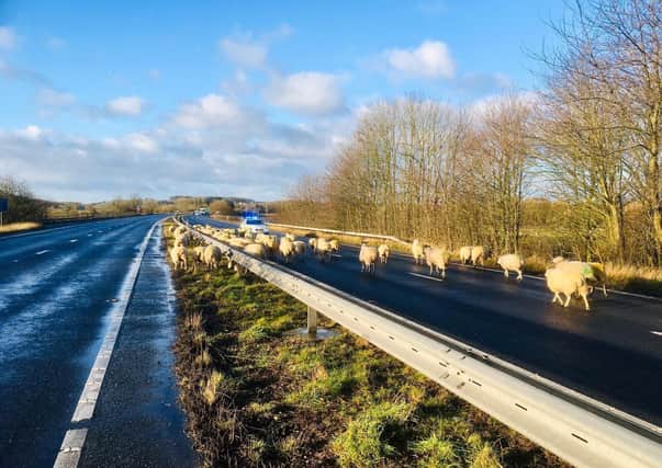 This bizarre image captures the moment dozens of sheep blocked the he A64 near Tadcaster, North Yorks, after escaping a nearby field. See SWNS story SWLEsheep. Dozens of sheepish motorists were forced to carry out a ewe turn this weekend - after encountering a flock of sheep on a busy A-road.  Traffic came to a sudden stop after a flock of sheep wandered onto a dual carriageway on Sunday (8/3) morning. The woolly animals escaped and made their way onto the A64 near Tadcaster, North Yorks., forcing motorists to turn away as they hogged both lanes. Police snapped the surreal pictures before safely herding the sheep away and reopening the road.