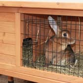 25% of pet rabbits in the UK are kept in inadequate housing conditions