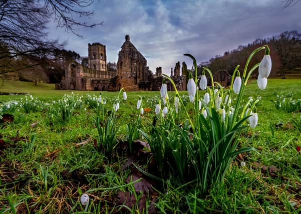 A blanket of Snowdrops covering parts of the grounds, and riverbanks around Fountains Abbey, near Ripon, North Yorkshire.