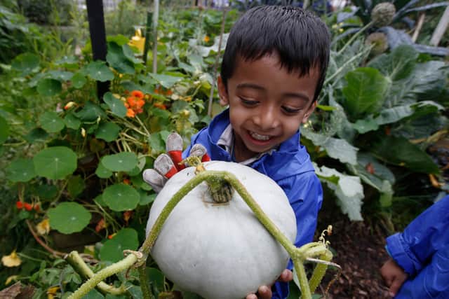 Harvesting a squash. Picture: RHS