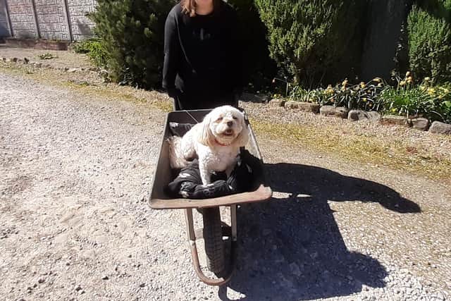 Aimee Allday of Knaresborough with her dog Bertie is doing her wheelbarrow challenge every day for a local charity.