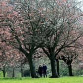 herry Blossom on The Stray, Harrogate. Picture by Gerard Binks