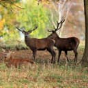 Three deer have been killed by cars