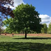 The Stray at West Park in Harrogate earlier this week as workmen took down the orange fencing. (Picture by Jane Chamberlain)