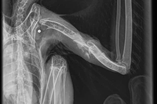 The x-ray of the buzzard which was injured.