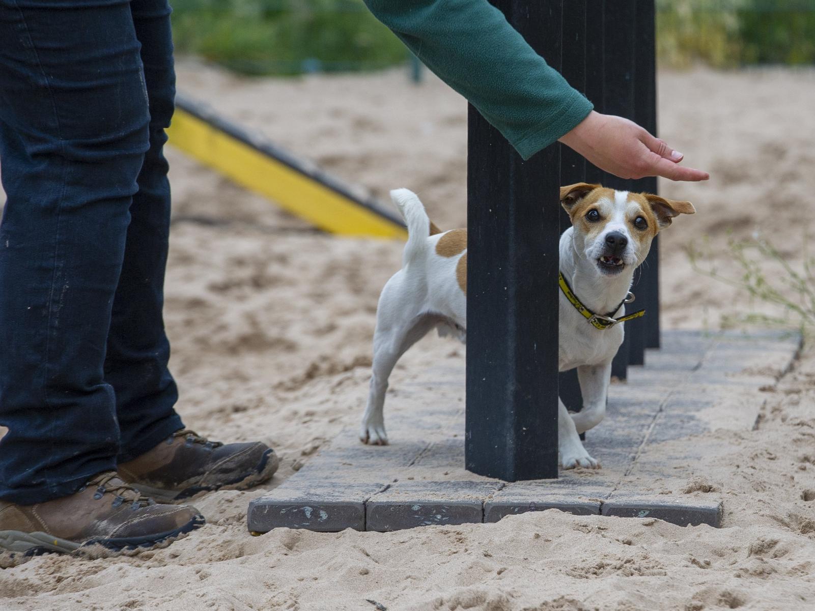 Leeds Dogs Trust braced for rise in abandoned dogs after