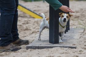 Rocky the Jack Russell with Zoey Price cc2 trainer at Dog Trust Leeds. Picture Tony Johnson.