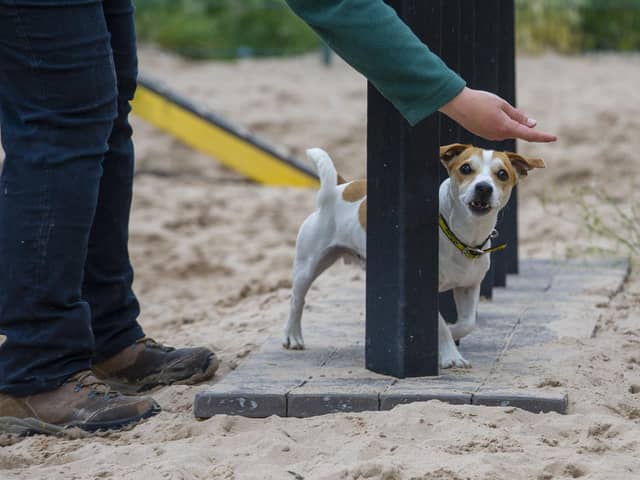 Rocky the Jack Russell with Zoey Price cc2 trainer at Dog Trust Leeds. Picture Tony Johnson.