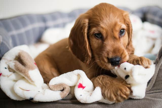 Puppy buyers are being scammed, the Kennel Club has warned. Photo credit: The Kennel Club and Vanessa Palmer - Vines.