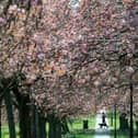 The Stray in Harrogate in blossom season.