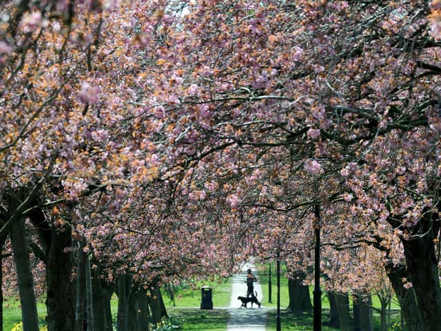 The Stray in Harrogate in blossom season.