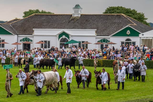 This year's Great Yokrshire Show, including the cattle parade, has been cancelled due to Covid-19. Photo: James Hardisty.