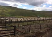 I actually prefer clipping sheep to driving a tractor.