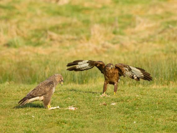 Buzzards