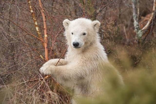The first polar bear cub to be born in the UK for 25 years will be leaving his mum in Scotland for a new life in Yorkshire SWNS