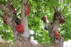 The art work will be displayed at RHS Harlow Carr