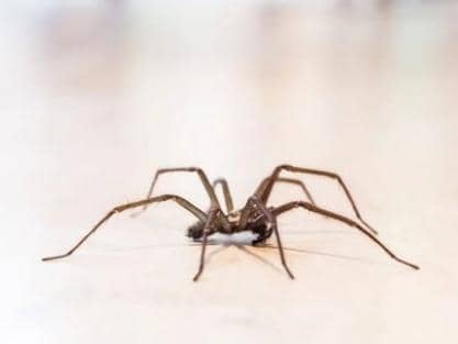 The arrival of autumn marks the official start of spider mating season (Photo: Shutterstock)