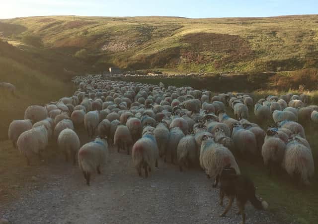 The sheep were slow, which they can be at this time of year, as we gathered them up.