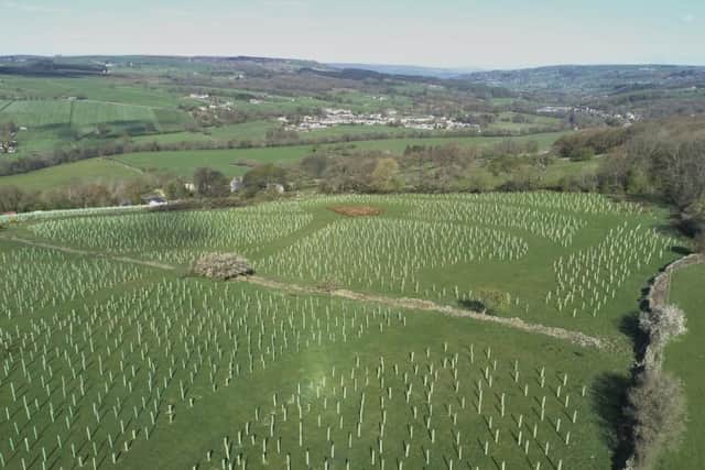 Thousands of trees planted in Harrogate district courtesy of Make It Wild - This picture shows the Dowgill Grange site in Summerbridge.