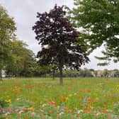 Bio-diversity boost? An artist's impression of how West Park Stray would look if replanting was made more like a wild meadow. (Image courtesy of Harrogate Green Party)