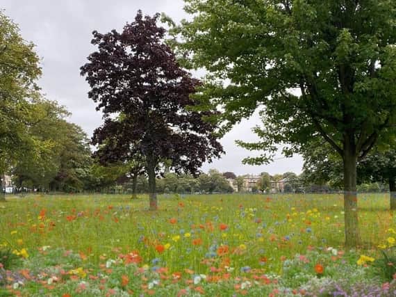 Bio-diversity boost? An artist's impression of how West Park Stray would look if replanting was made more like a wild meadow. (Image courtesy of Harrogate Green Party)