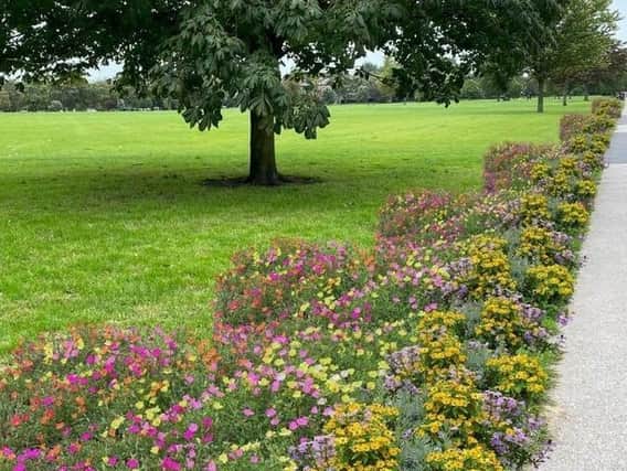 Green Party campaigners want to see wildflowers planted on the Stray. (Photo: Harrogate Green Party)