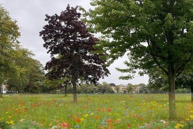This is what wildflowers at the Stray could look like. Photo: Harrogate and District Green Party.