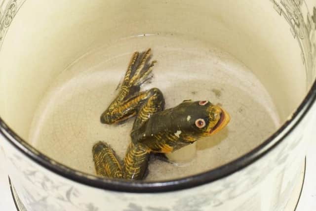 The realistic frog inside the commemorative mug.