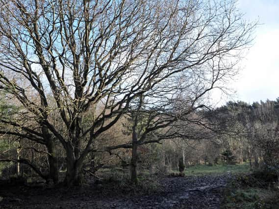 Trees near Harrogate Spring Water at Harlow Moor Road, Harrogate.