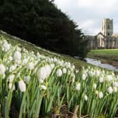 National Trust - Fountains Abbey with snowdrops in winter (Photo: jonathan Pow/jp@jonathanpow.com)