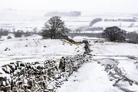 A flock of sheep near Worton, in Wensleydale in the Yorkshire Dales take refuge from snow. Pic: James Hardisty