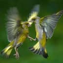 ERXW19 Passerine battle. Greenfinches (Carduelis chloris) fighting in flight