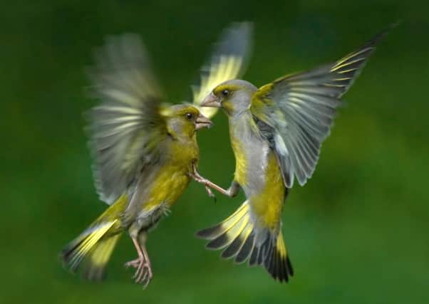 ERXW19 Passerine battle. Greenfinches (Carduelis chloris) fighting in flight