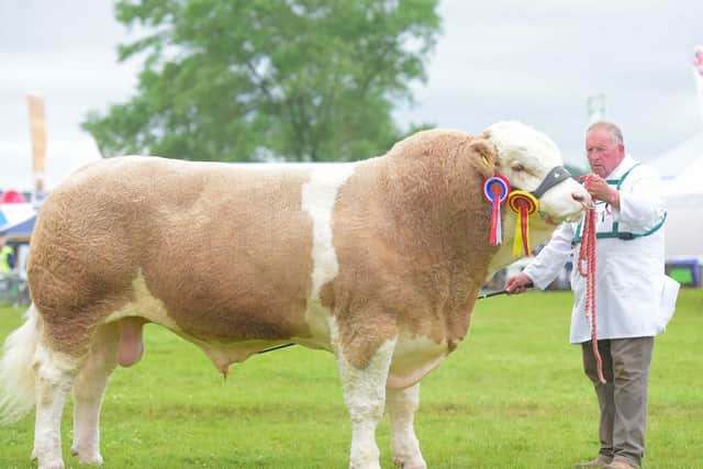 2019 GYS Supreme Beef winner, a two-year-old Simmental bull, Heathbrow Important, owned by David Sapseed of Hitchin in Hertfordshire.