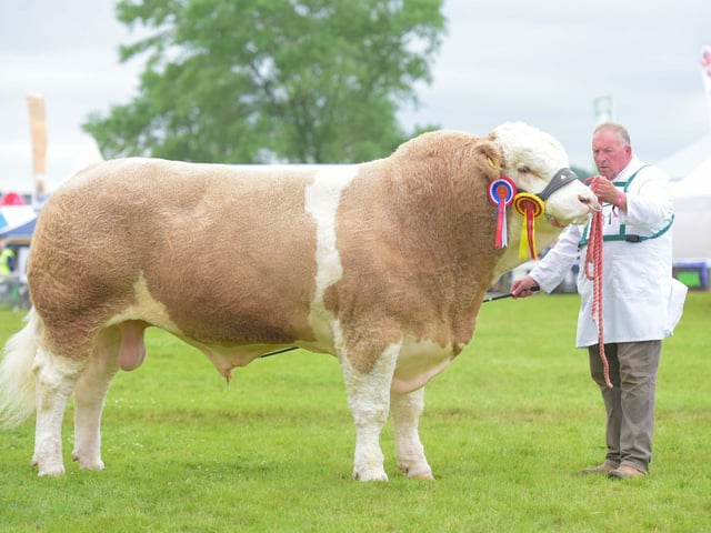 2019 GYS Supreme Beef winner, a two-year-old Simmental bull, Heathbrow Important, owned by David Sapseed of Hitchin in Hertfordshire.
